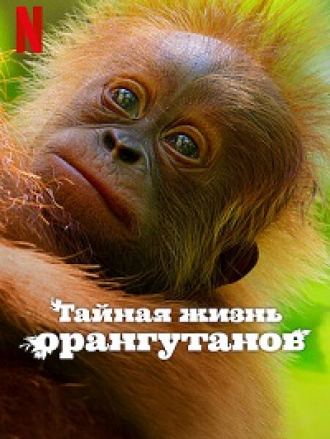 Тайная жизнь орангутанов / Secret Lives of Orangutans [2024, WEBRip]