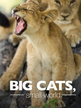 Большие кошки, маленький мир / Big Cats, Small World (2024) скачать торрент